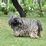 puli